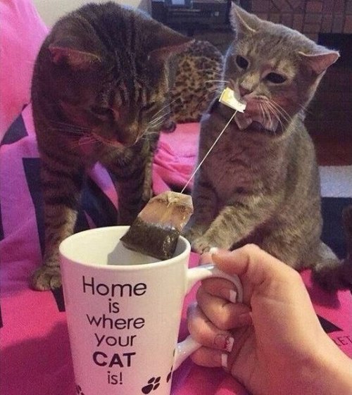 tea cats