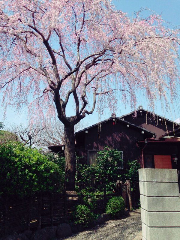 ソルティライチ、原液飲みたい…(via 土屋アソビさんはTwitterを使っています: “これ！ これこそがこの季節の醍醐味！ 一軒家にそびえる桜。 お家も桜もお見事すぎる。しばし見惚れる https://t.co/6UHoFtwscc”)
