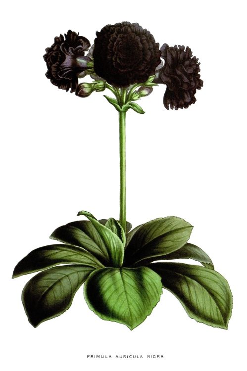Primula auricula nigra 

From Flore des Serres et des Jardins de l’Europe (Flowers of the Greenhouses and Gardens of Europe) vol. 4, by Charles Lemaire, Michael Scheidweiler, and Louis van Houtte, Ghent, 1848.

(Source: archive.org)