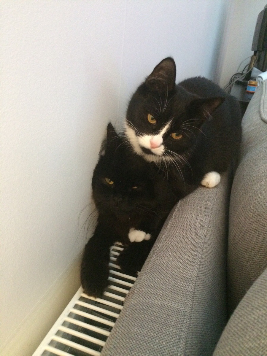 cat-overload:

Our cats both love to lie on the radiator…cat-overload.tumblr.com
source: http://i.imgur.com/G8iOz3M.jpg