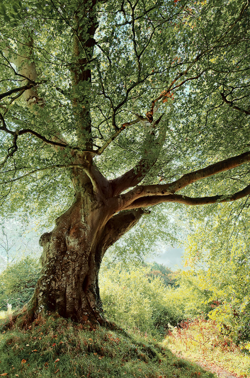 naturespiritheart:



Belvoir Tree, Autumn Morning by Gerard1972 (leave credit)