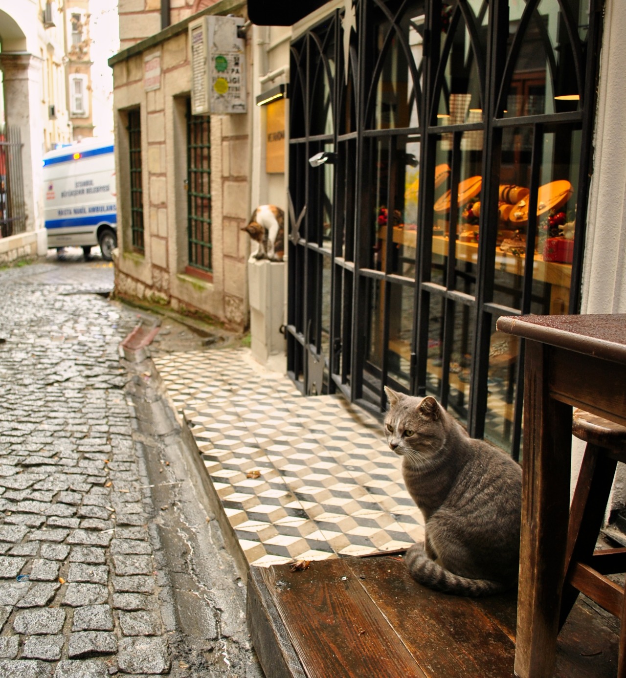 galata streets stray cat istanbul
