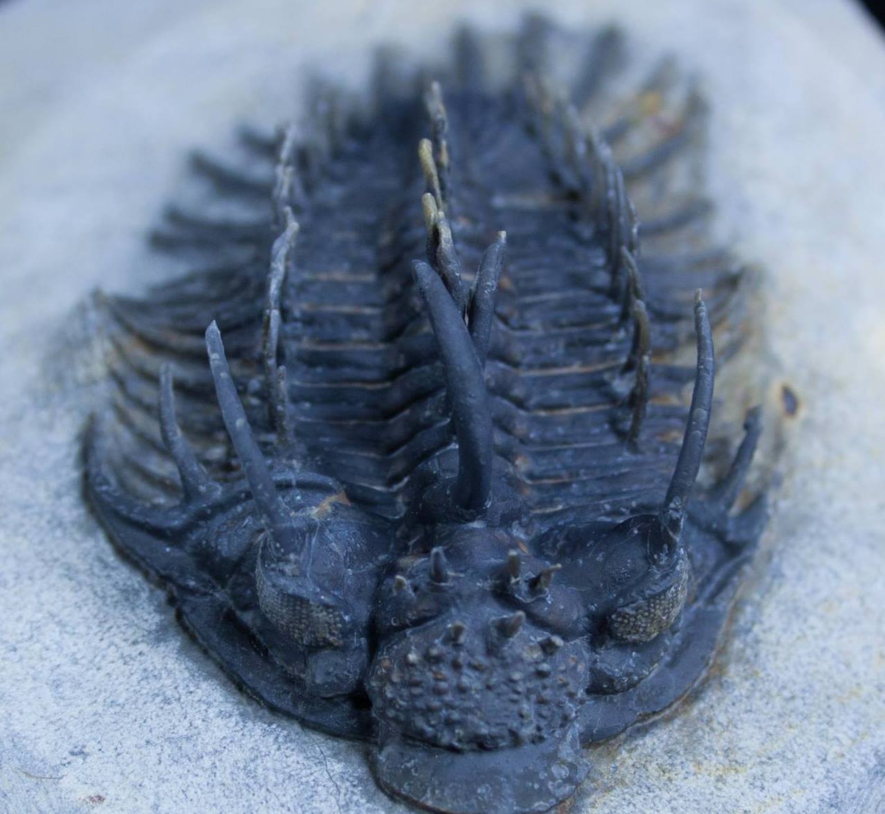 A spiny Comura trilobite from Morocco.  This 350 million year old trilobite shows amazing detail including over 40 free standing spines and eye facets thanks to being encased in hard limestone.  It was found when the limestone was broken and a cross section of the trilobite could be seen.  It then had to be meticulously prepared from the surrounding rock under microscope.  Truly a stunning specimen.

Trilobites are an extinct type of marine arthropod that had a hard exoskeleton.  They were one of the dominant life forms in our oceans for 270 million years before going extinct along with 90% of all life during the Permian mass extinction.  Owing to their hard shell they are often exquisitely preserved in limestones and shale.
Photo from Fossil Era