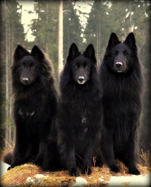 Belgian Shepard Dogs