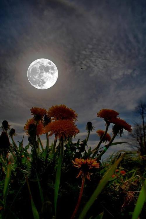 the-science-llama:

Dandelion Moon– May 2012
Credit: Emily Stauring