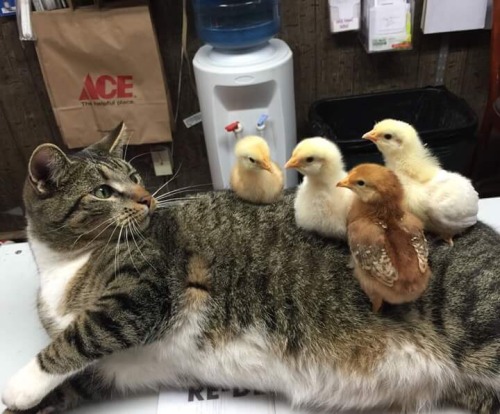 animal-factbook:

When chickens are first born, they will be imprinted to the nearest animal next to them. These chickens imprinted themselves onto this feline. The cat however, is still fairly new to this concept.