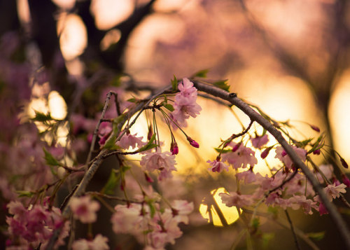 overwrought pink cherry sunset by amy buxton on Flickr.