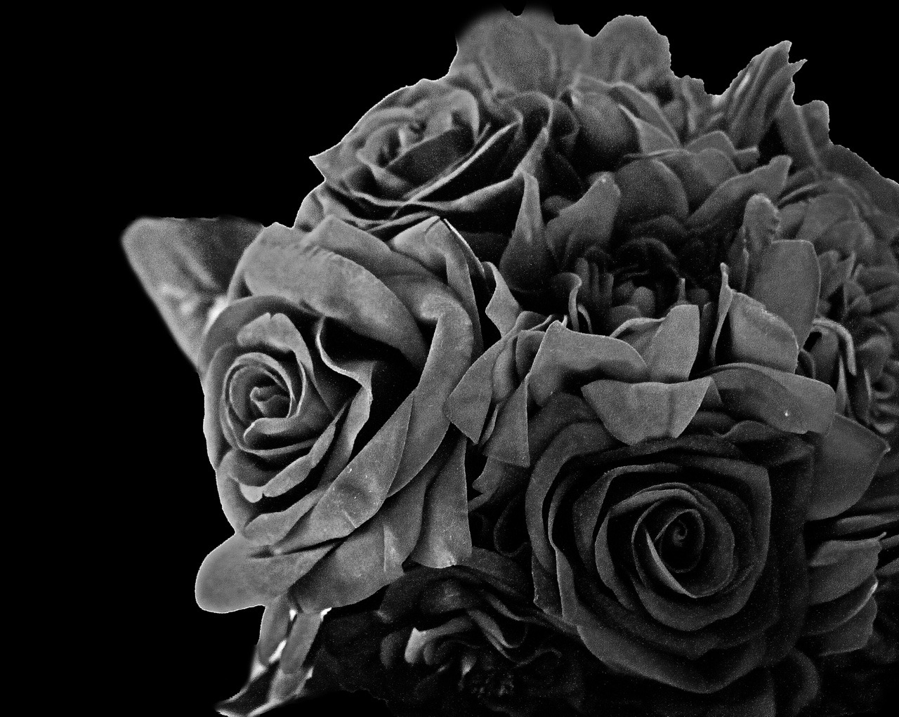 Black Roses Tumblr Photography