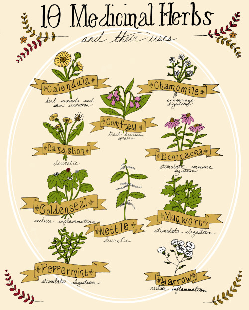 10 Medicinal Herbs And Their Uses