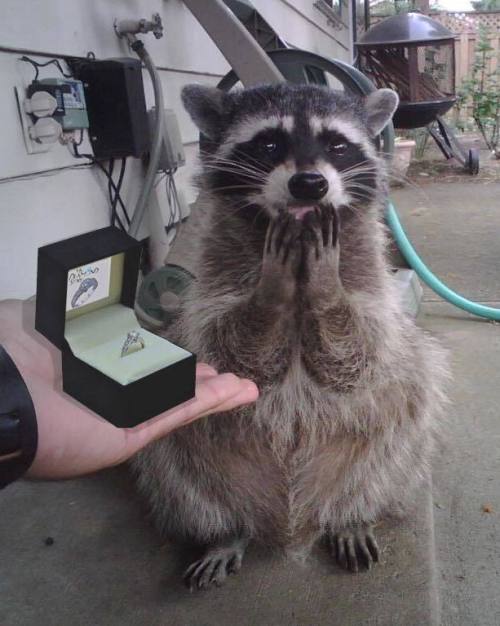 Raccoon wedding ring