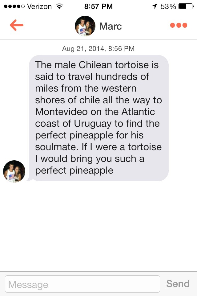 chilean tortoise