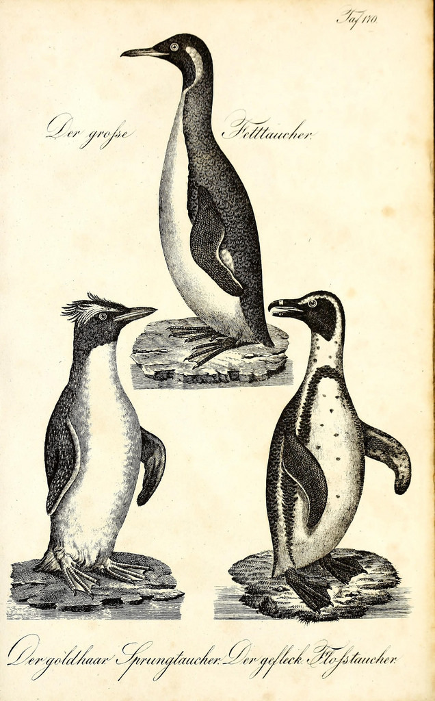 n708_w1150 by BioDivLibrary