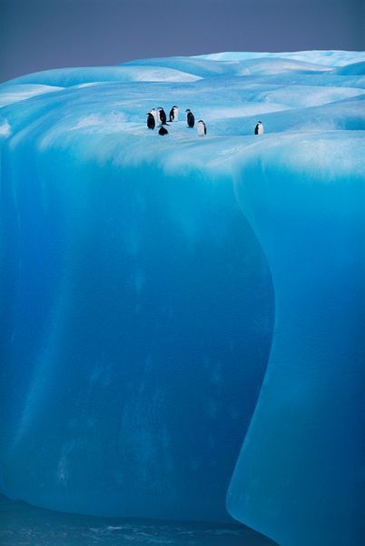 scentdelanature:Antarctica, Weddell Sea, chinstrap penguins resting on blue iceberg by Kevin Schafer
Did you know that glacial ice is a different color than regular ice. It is so blue because the dense ice of the glacier absorbs every other color of the spectrum except blue—so blue is what we see!