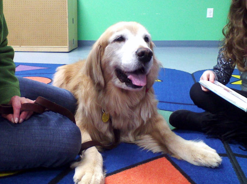 dogsihavepet:

Angie is a therapy dog who comes into the library and lets kids read to her so that kids who are struggling with reading can gain confidence. Every time I’ve seen her in the library she’s always wagging her tail for the kids and is very attentive.
