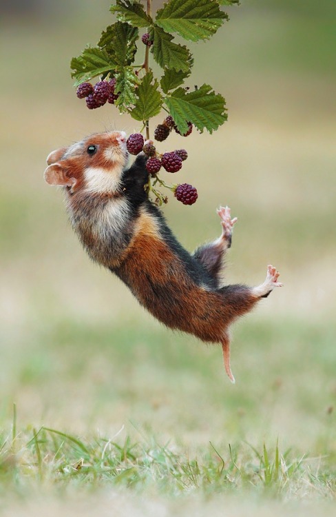 beautiful-wildlife:

Acrobat by Julian Ghahreman Rad
Wild living Hamster

