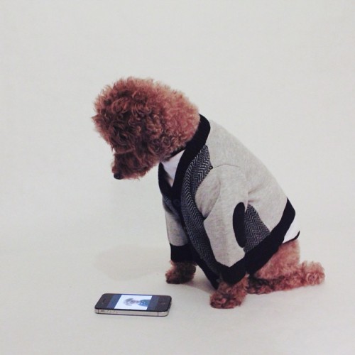 Checking my selfies, I look good rite? 
#dogsofinstagram #puppy #cute #poodle #dogoftheday #dailypuppy #vscocam #cutepic #toypoodle #love #puppy #barkbox #loganslook #cutepic #picoftheday #instagood #instamood #style #iphoneonly