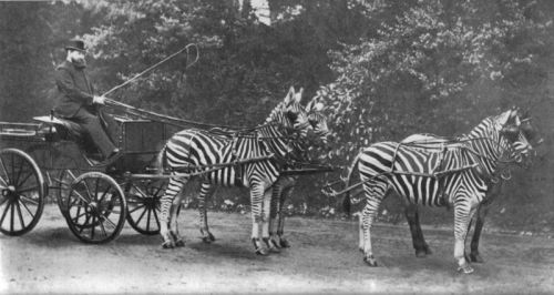 Rothschild with his zebra carriage, which he drove to Buckingham Palace to demonstrate the tame character of Zebras to the public