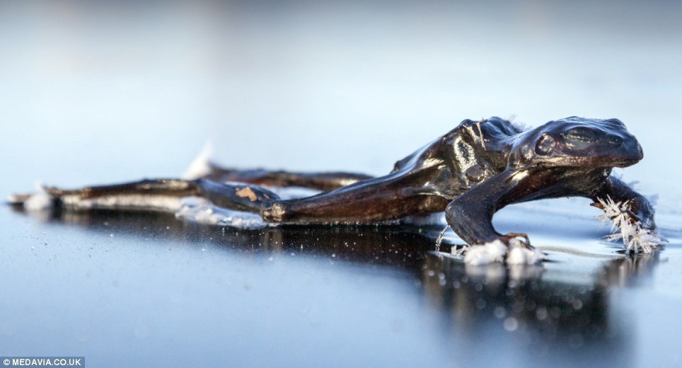 prettymiee:
dominicandeathtrap:

bentop-rises:

sixpenceee:

This frog froze solid while searching for a mate on an icy Norwegian lake. Photographer Svein Nordrum, 54, discovered the creature caught out by freezing conditions.


Bye

😂😩😩
