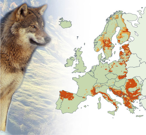 Wolf population in Europe.