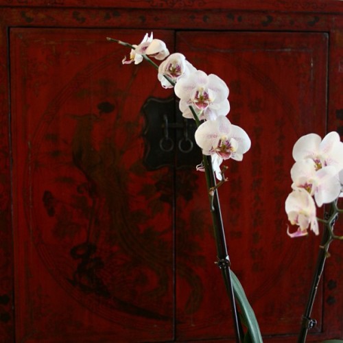 #orchid #chinesecabinet #vignette #decor #decoration #asianstyle #love #instagood #me #tbt #cute #photooftheday #instamod #iphonesia #picoftheday #igers #tweegram #beautiful #instadaily #instagramhub #follow #iphoneonly #igdaily #bestoftheday
