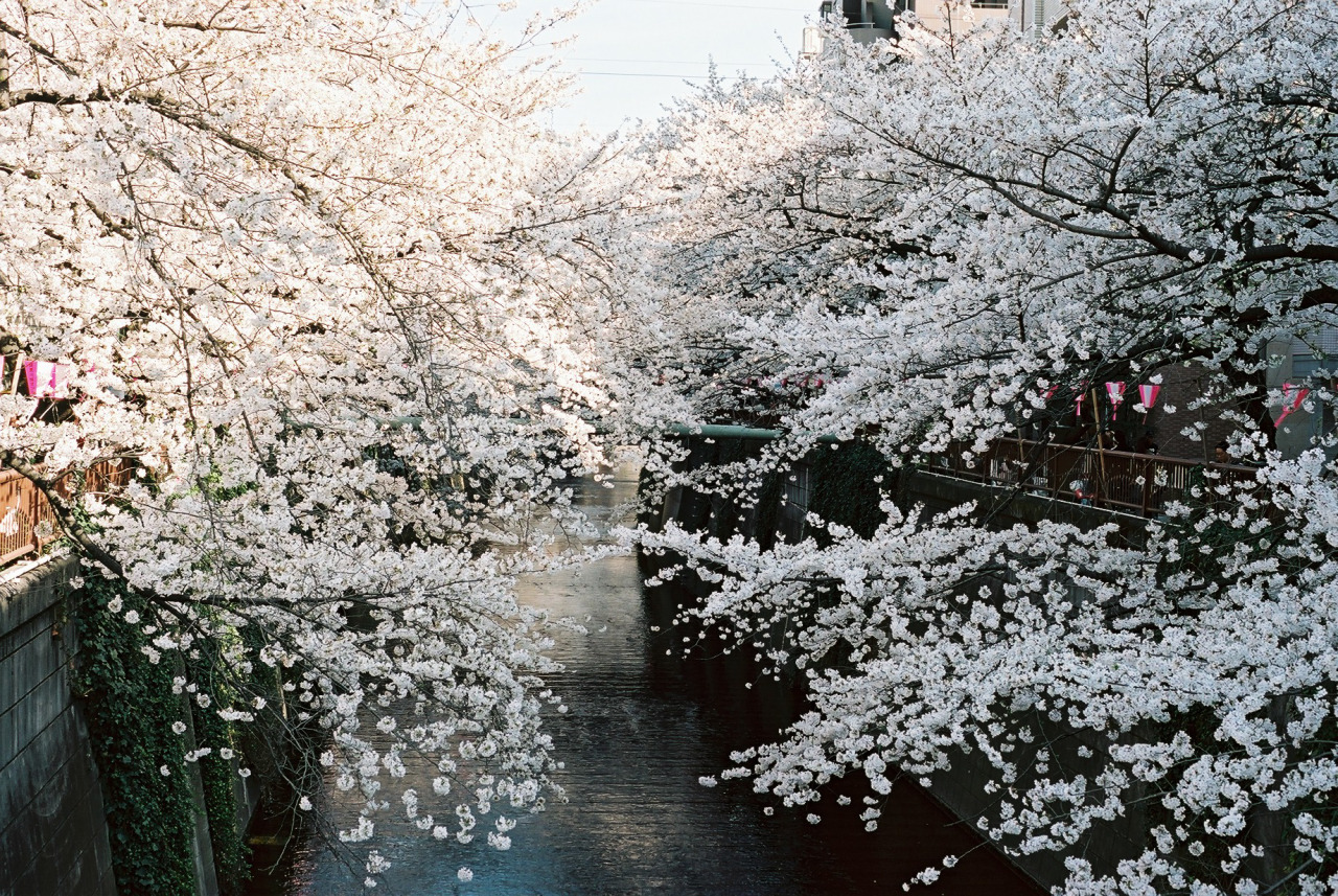 yuuuyasaaan:

目黒川桜

