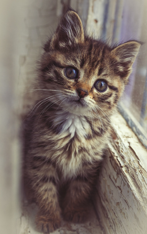 cybergata:



Котёнок в окне© ODmitrijS

