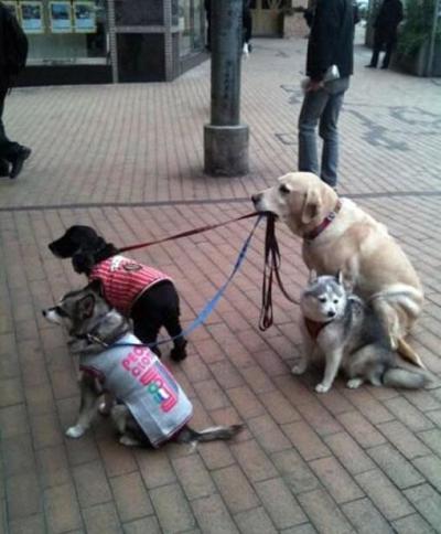 therandominmyhead:

Yes just me, a dog. Taking a walk. With my dogs. Who are my friends. But also dogs. And I am a dog.
