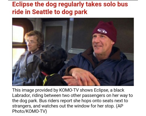 Local news channel posted a story about a dog that takes the bus to the park all by itself 😊😊😊