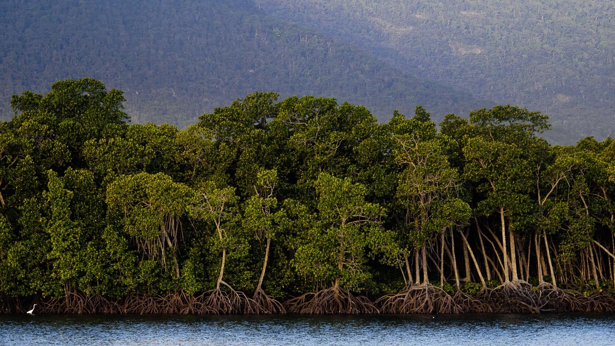mangroves Cairns