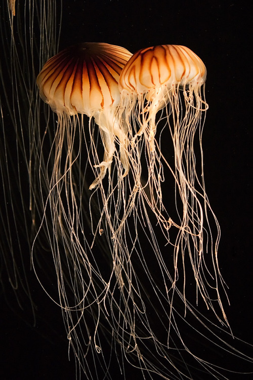 earth-song:

Northern Sea Nettle, another amazing jelly from Monterey Bay Aquarium. by secondclaw
