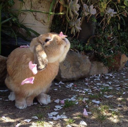 omgbunnyrabbits:
Pretty bunny playing with flower petals.
