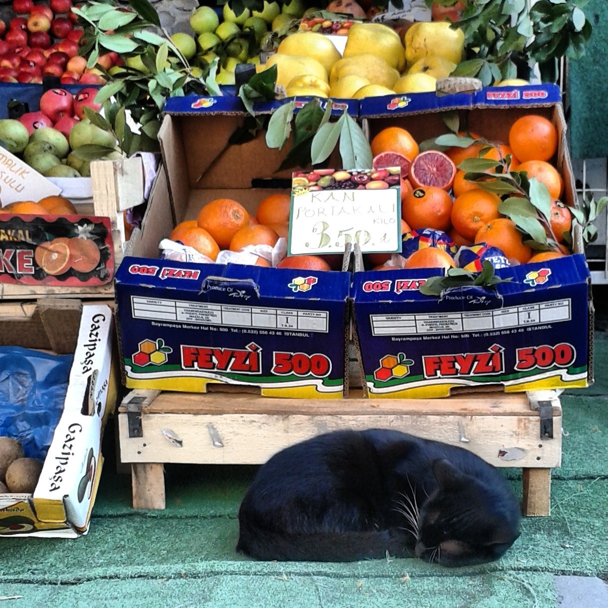 stray cat by the grocery store in istanbul