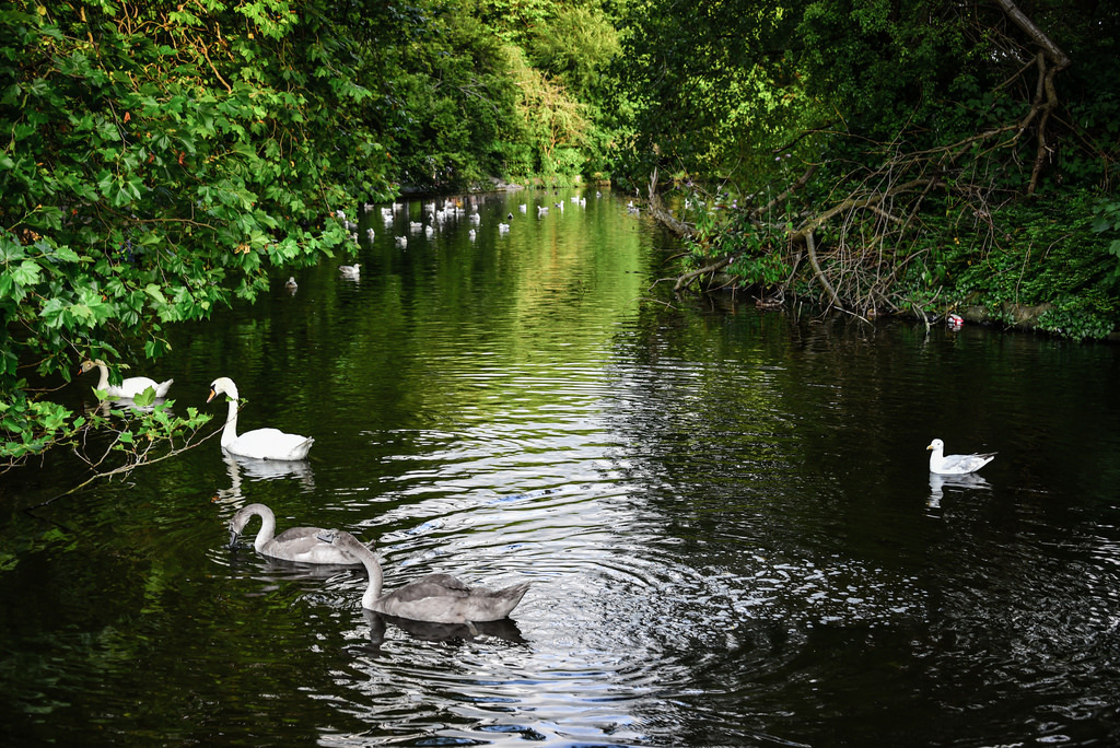 Swans in St Stephen&rsquo;s Green - Dublin Ireland by mbell1975