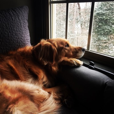 Bailey watching the snow last winter.