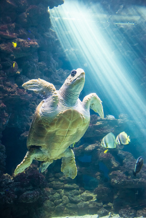 vurtual:

Sea Turtle (by saturn ♄)

