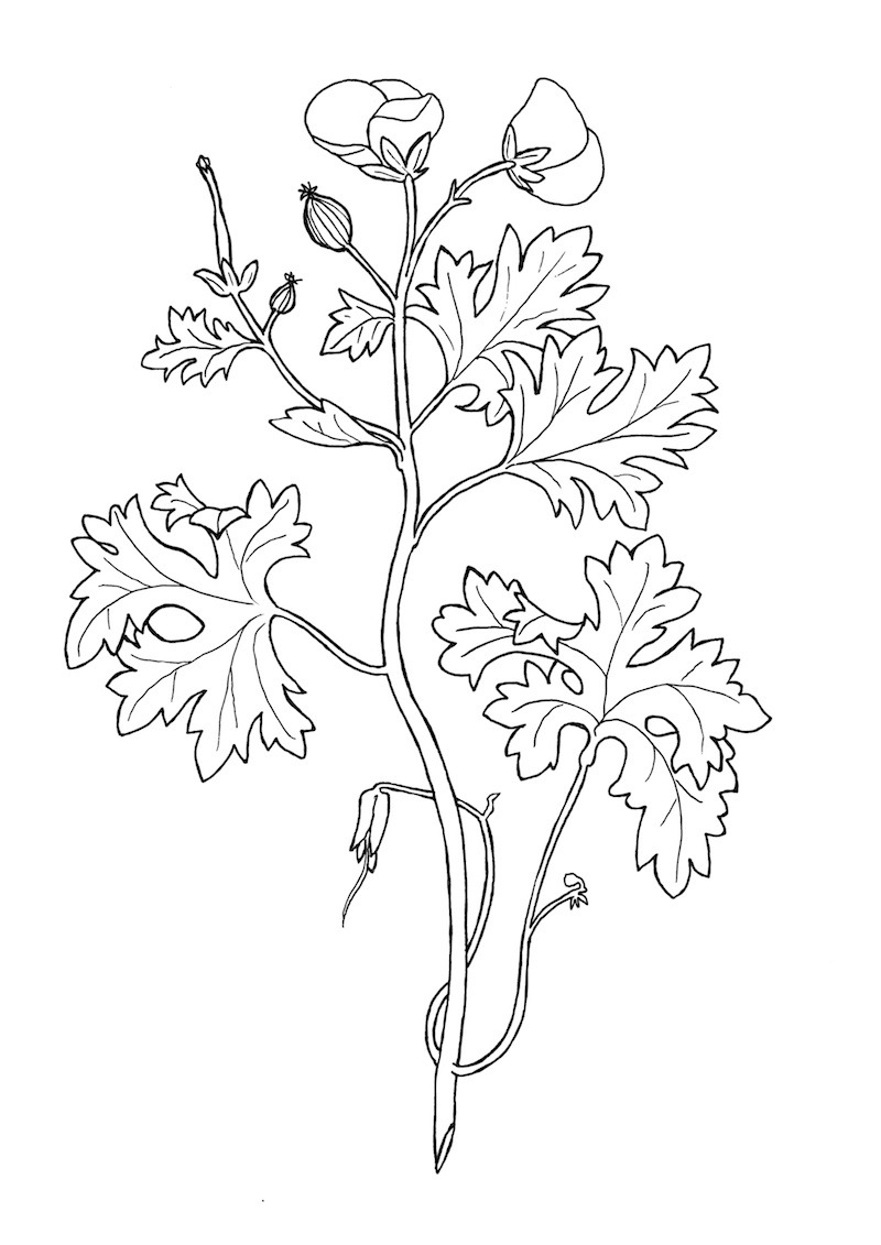 eleletsitz: Transparent Flower Drawing Tumblr Images