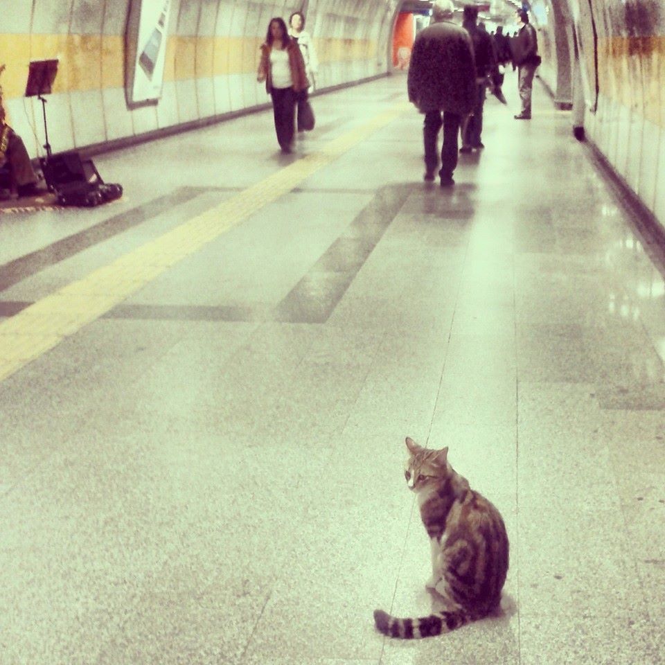 stray cat taking the metro in istanbul