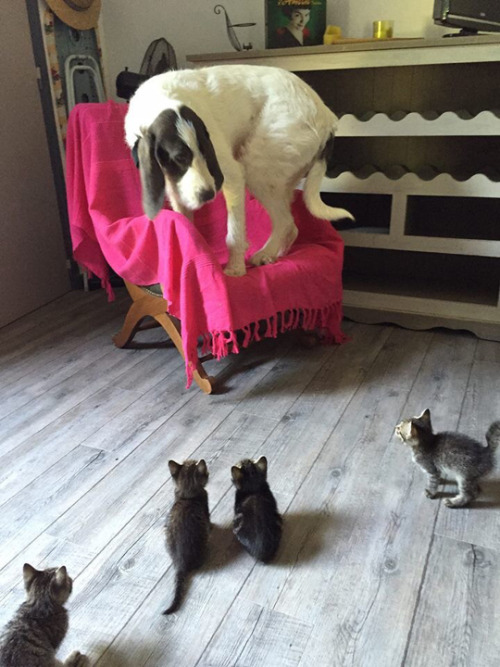 Little kittens can be very scary. (photo via yummie4mytummie)