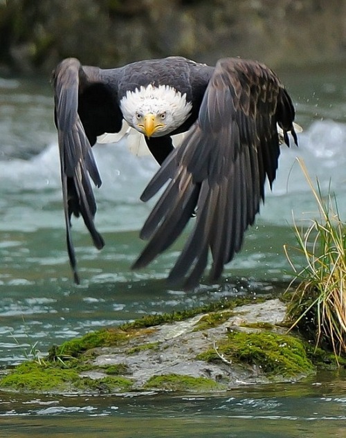 elfentau:

~* Bald Eagle. Amazing! *~
~* Ja! I wish I knew who took this photo. *~
