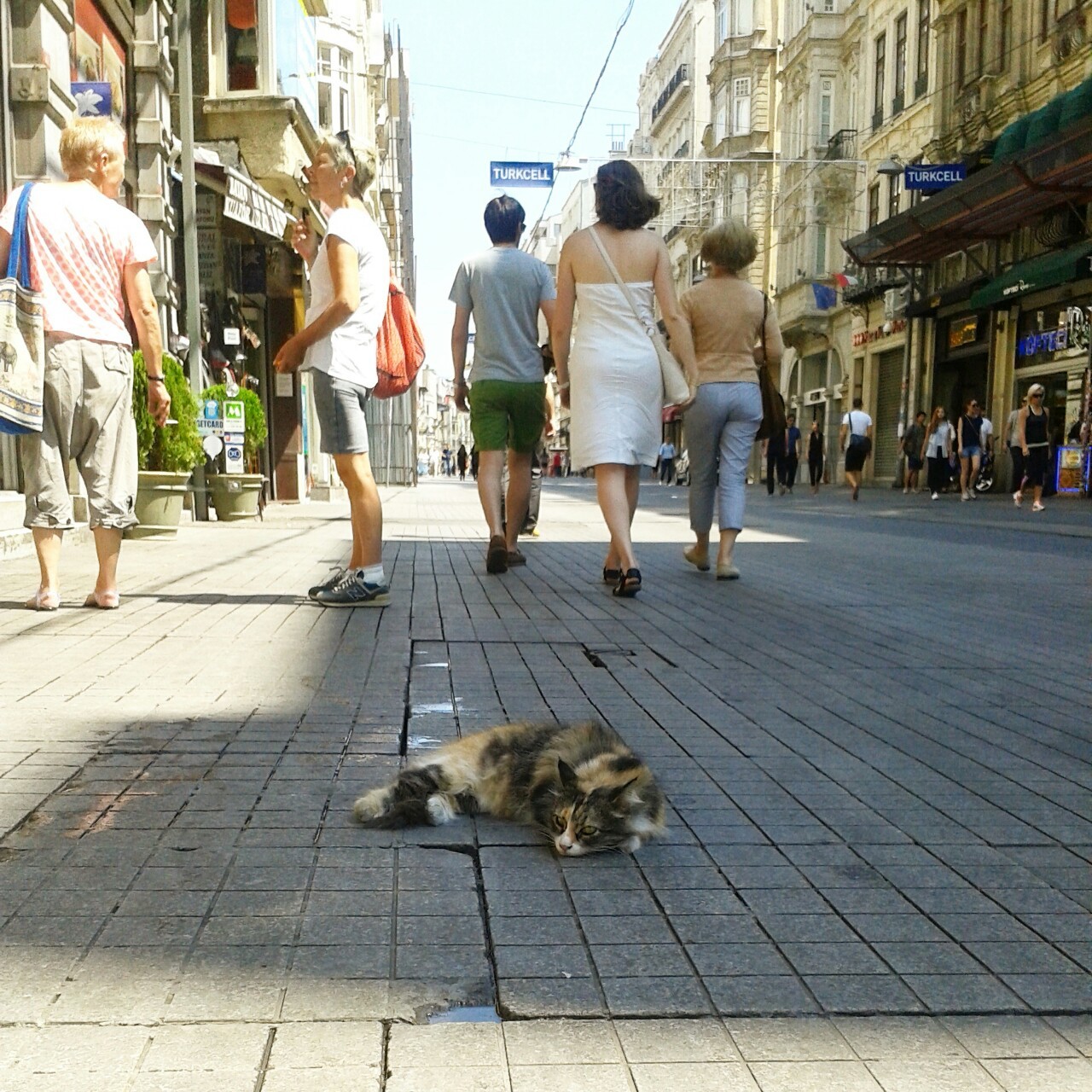 stray cat in the middle of istiklal avenue