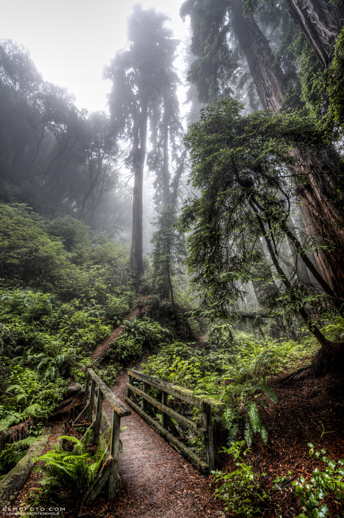 outdoormagic:

giants in the mist by elmofoto 
