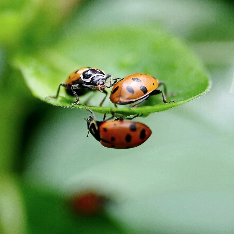 Christiana shares a nice photo of some ladybugs in her garden having a little meeting on a leaf. We especially like the little hair-like growth on the edge of the leaf. Great shot! It’s the Pic of the Day.
(via A pat on the back. | Flickr - Photo Sharing!)