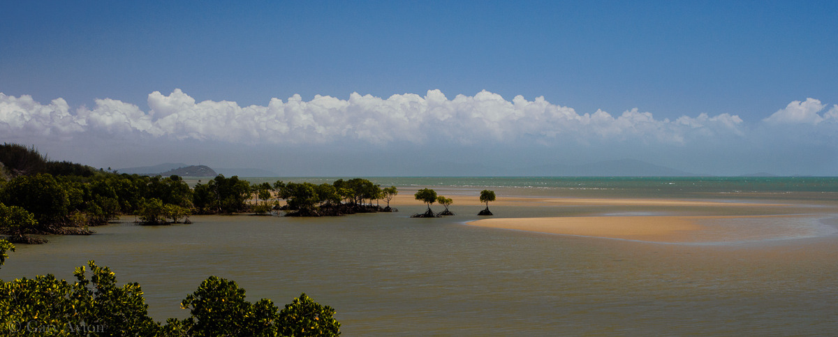 mangrove beach near Port Douglas