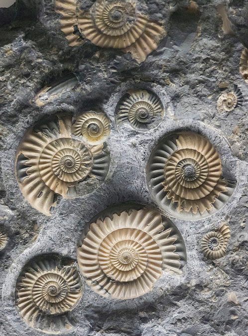 Spirals in nature.