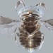 La avispa parasitoide, capturada por Andrew Polaszek, Museo de Historia Natural. (Wellcome Images)