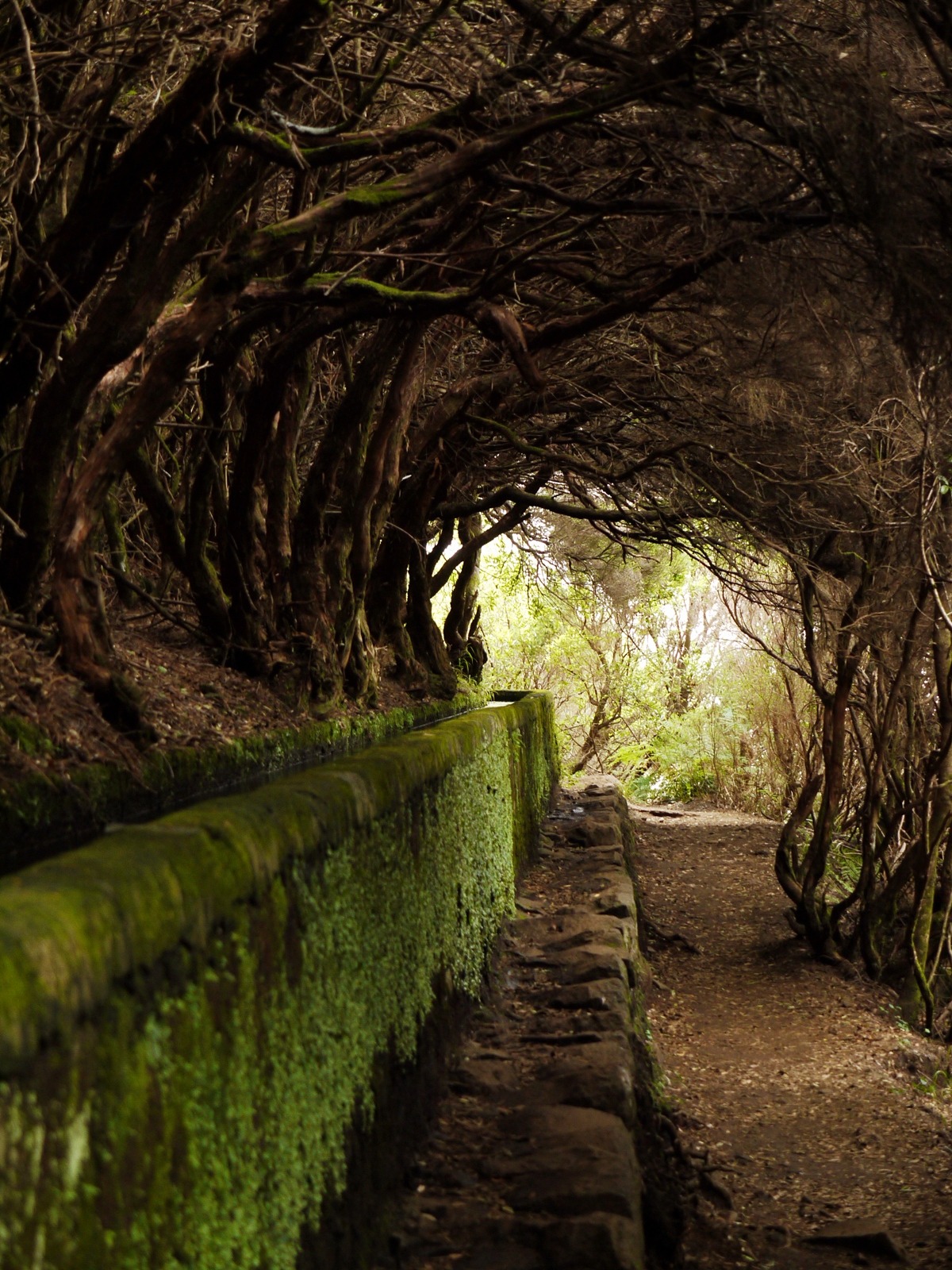 digitalexrth:



Tree tunnel



Dan Micklewright