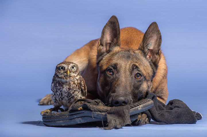 mymodernmet:

Dogs may be man’s best friend, but Ingo the shepherd dog’s special buddy is Poldi, a little owl who loves to pose for pictures and cozy up to his canine pal. Germany-based animal photographer and collage artist Tanja Brandt documents their unlikely friendship in heartwarming portraits that show the closeness of their bond. 