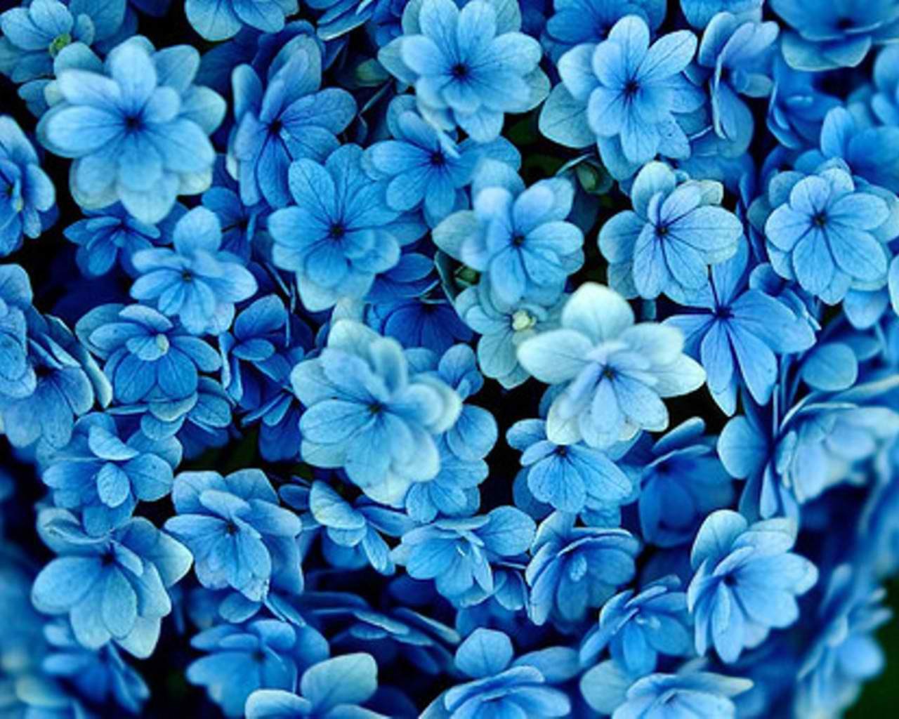 Blue Flowers Tumblr Header
