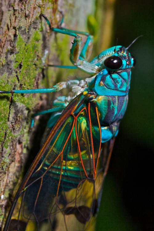 insectblog:

turquoise cicada
