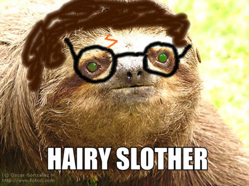 funny sloth pictures